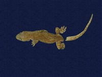 藏品(蝎虎)的圖片